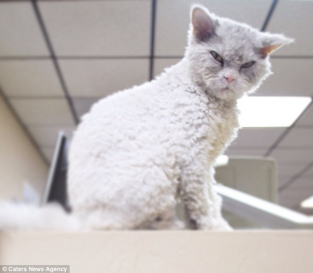 No matter what angle Albert is pictured from, his moody disposition stays the same